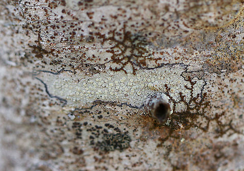 Lecanora strobilina Pale apothecia and a dark, bluish-black outline.

Habitat: Hardwood Geotagged,Lecanora,Lecanora strobilina,United States,Winter,lichen