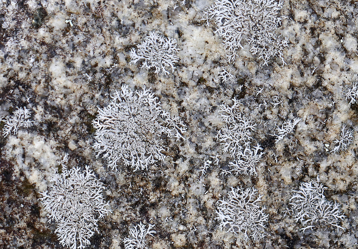 Lichen - Physcia subtilis or Physcia thomsoniana Habitat: Rock Geotagged,Physcia,Physcia subtilis,Physcia thomsoniana,United States,Winter,lichen