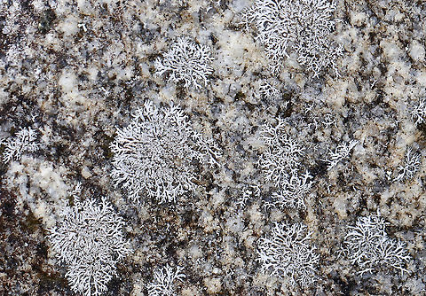Lichen - Physcia subtilis or Physcia thomsoniana Habitat: Rock Geotagged,Physcia,Physcia subtilis,Physcia thomsoniana,United States,Winter,lichen