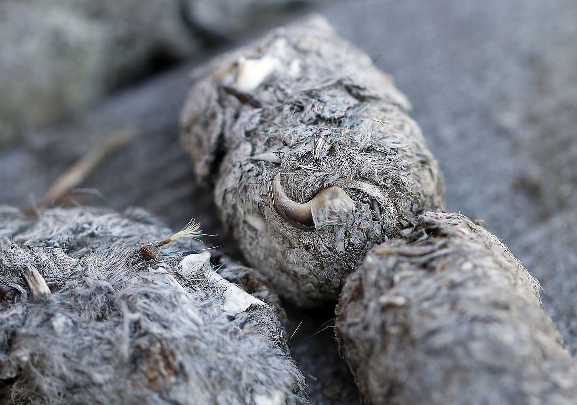 Coyote Scat (Canis Latrans) This coyote was well-fed.<br />
<br />
Habitat: Boardwalk; this is a common latrine area for coyotes Canis latrans,Geotagged,United States,Winter,canis,coyote,coyote scat,scat