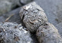 Coyote Scat (Canis Latrans) This coyote was well-fed.<br />
<br />
Habitat: Boardwalk; this is a common latrine area for coyotes Canis latrans,Geotagged,United States,Winter,canis,coyote,coyote scat,scat