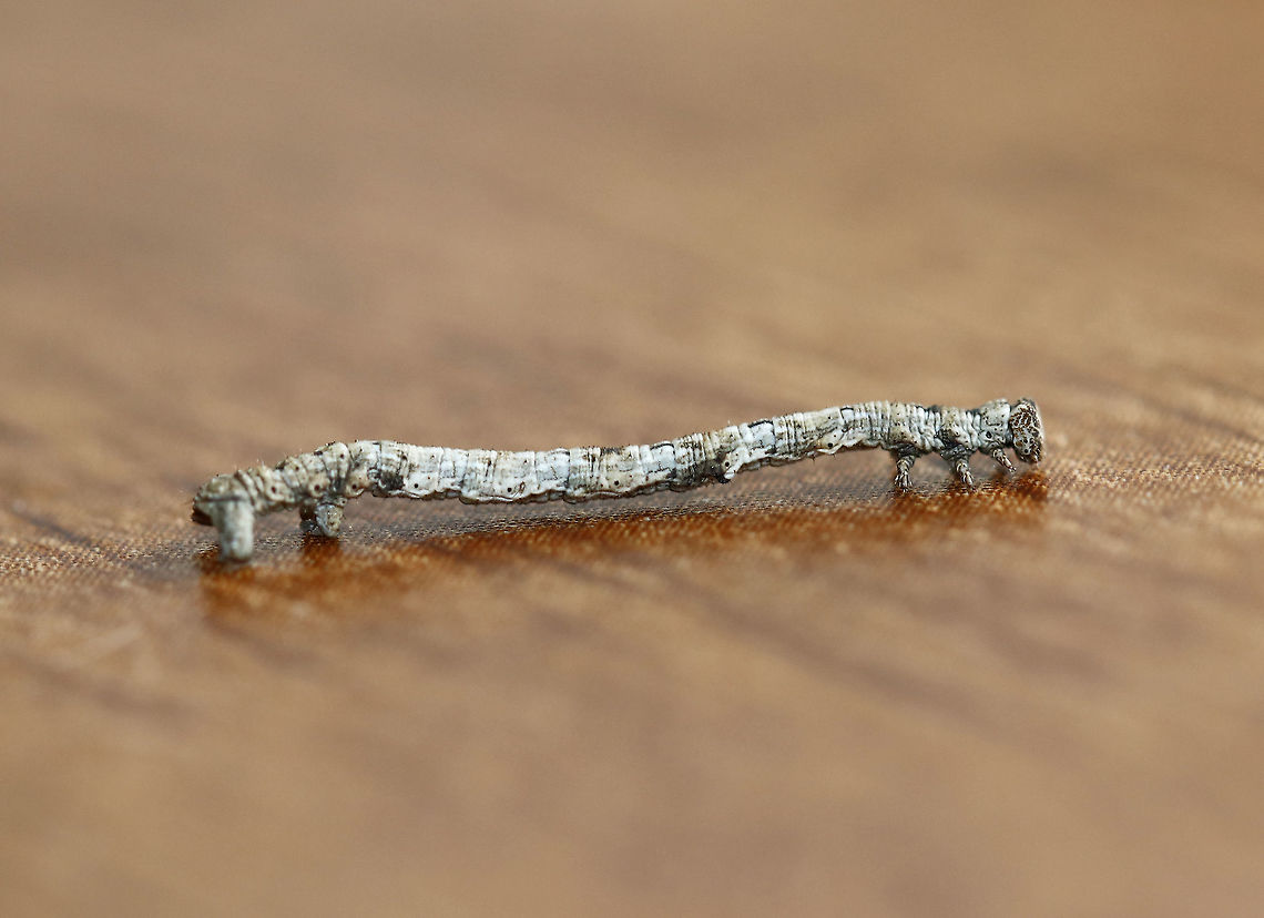 Porcelain Gray Caterpillar - Protoboarmia porcelaria My cats found this caterpillar wandering the house. They were thrilled. Geotagged,Porcelain Gray,Protoboarmia porcelaria,United States,Winter,caterpillar,larva,protoboarmia