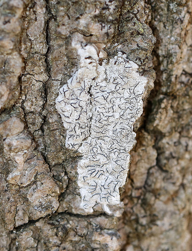 Script Lichen - Graphis scripta Habitat: Growing on hardwood; deciduous forest Geotagged,Graphis scripta,United States,Winter,graphis,lichen. script lichen