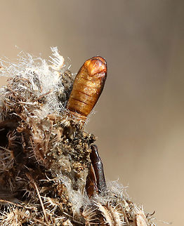 Purple Carrot-seed Moth Pupa - Depressaria depressana Habitat: Found on Daucus carota Depressaria depressana,Geotagged,Purple carrot-seed moth,United States,Winter,pupa
