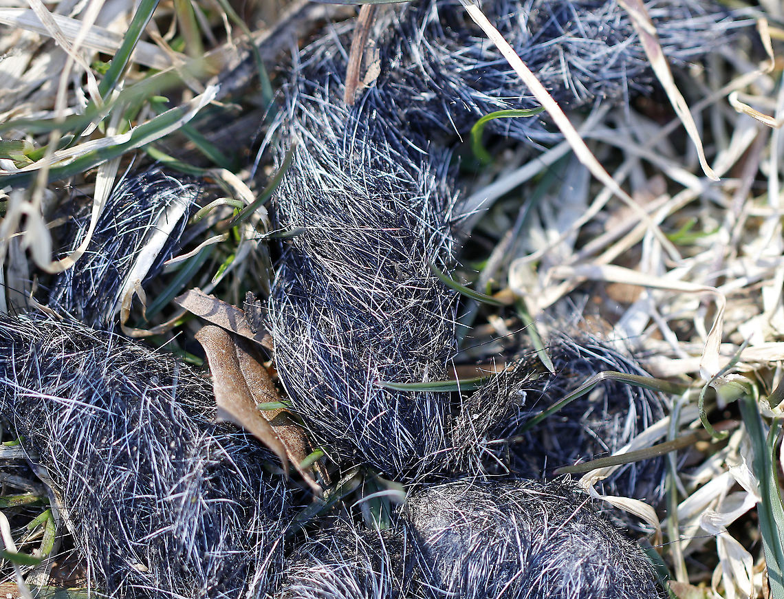 Coyote Scat (Canis Latrans) Habitat: Meadow<br />
<br />
Quite different from the other coyote scat that I encountered on this same hike:<br />
<figure class="photo"><a href="https://www.jungledragon.com/image/94443/coyote_scat_canis_latrans.html" title="Coyote Scat (Canis Latrans)"><img src="https://s3.amazonaws.com/media.jungledragon.com/images/3232/94443_thumb.jpg?AWSAccessKeyId=05GMT0V3GWVNE7GGM1R2&Expires=1769040010&Signature=9ZGApni1X5hY673yS%2FhGMRCwwmA%3D" width="200" height="142" alt="Coyote Scat (Canis Latrans) This coyote was well-fed.<br />
<br />
Habitat: Boardwalk; this is a common latrine area for coyotes Canis latrans,Geotagged,United States,Winter,canis,coyote,coyote scat,scat" /></a></figure> Geotagged,United States,Winter,coyote,scat