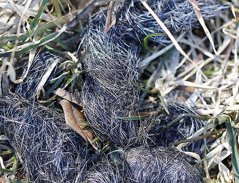 Coyote Scat (Canis Latrans) Habitat: Meadow

Quite different from the other coyote scat that I encountered on this same hike:
https://www.jungledragon.com/image/94443/coyote_scat_canis_latrans.html Geotagged,United States,Winter,coyote,scat