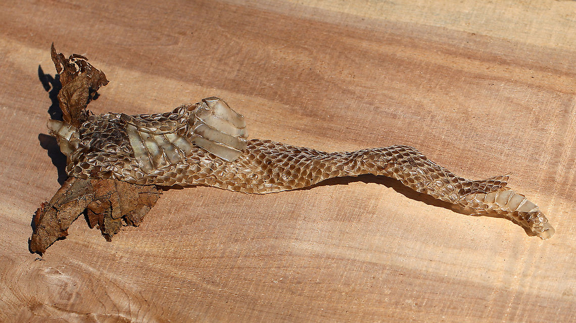Snake Skin Habitat: Found in the leaf litter of a deciduous forest bordering a meadow. Geotagged,United States,Winter,skin,snake,snake skin