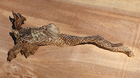 Snake Skin Habitat: Found in the leaf litter of a deciduous forest bordering a meadow. Geotagged,United States,Winter,skin,snake,snake skin