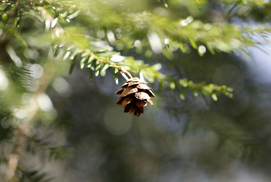 Eastern Hemlock - Tsuga canadensis Green needles that are flat and have rounded tips. They range in length, but are mostly around 10 mm long. The underside of the needles is silvery and has two stomatal bands. Stomatal bands have stoma, which are like little pores that facilitate gas exchange.<br />
<br />
It&#039;s a really slow-growing evergreen and can take 250 to 300 years to reach maturity. It makes good shelter for many bird species, and is a valuable food source for deer, porcupines, and squirrels. It&#039;s also used medicinally as a tea (bark or needles), but it is bitter.<br />
<br />
Habitat:Mixed forest Eastern Hemlock,Geotagged,Tsuga canadensis,United States,Winter,cone