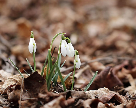 Common Snowdrop - Galanthus nivalis Among the first bulbs to bloom in spring, snowdrops have an erect, leafless scape with a solitary, bell-shaped white flower. The flower has six segments - the outer three are larger and more convex than the inner three. The inner segments are usually marked on their outer surface with a green U-shaped mark over the notch at the tip of each tepal. The inner surface has a faint green mark covering most of it.

Habitat: Deciduous forest
https://www.jungledragon.com/image/77352/common_snowdrop_-_galanthus_nivalis.html Common snowdrop,Galanthus,Galanthus nivalis,Geotagged,United States,Winter,snowdrop