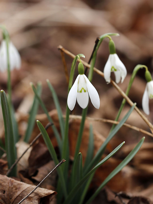 Common Snowdrop - Galanthus nivalis <br />
Among the first bulbs to bloom in spring, snowdrops have an erect, leafless scape with a solitary, bell-shaped white flower. The flower has six segments - the outer three are larger and more convex than the inner three. The inner segments are usually marked on their outer surface with a green U-shaped mark over the notch at the tip of each tepal. The inner surface has a faint green mark covering most of it.<br />
<br />
Habitat: Deciduous forest Common snowdrop,Galanthus nivalis,Geotagged,United States,Winter