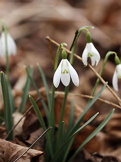 Common Snowdrop - Galanthus nivalis 
Among the first bulbs to bloom in spring, snowdrops have an erect, leafless scape with a solitary, bell-shaped white flower. The flower has six segments - the outer three are larger and more convex than the inner three. The inner segments are usually marked on their outer surface with a green U-shaped mark over the notch at the tip of each tepal. The inner surface has a faint green mark covering most of it.

Habitat: Deciduous forest Common snowdrop,Galanthus nivalis,Geotagged,United States,Winter