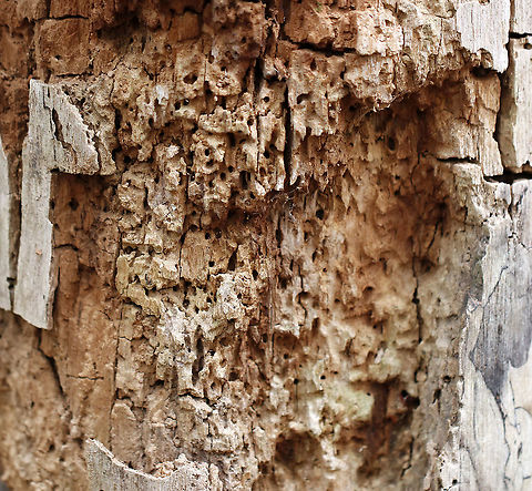 Carpenter Ant Galleries (Formicidae - Camponotus sp.) One of the reasons that I think these are ant galleries because they are so clean. Other insects would have tons of debris and frass in the galleries. Ants are very clean though, and when they excavate decayed wood, they carry out the sawdust bits and dump them in a pile outside the log! 

Habitat: Deciduous forest Geotagged,United States,Winter,ant galleries,galleries,signs of wildlife