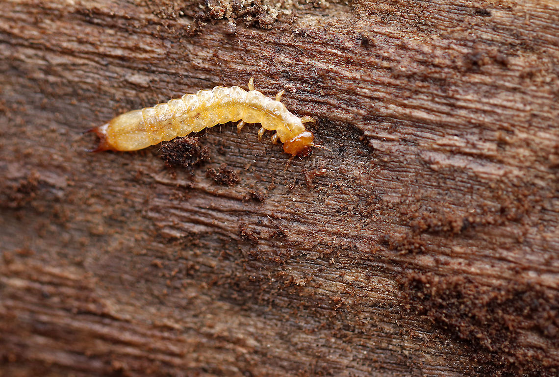 Fire-colored Beetle Larva - Dendroides canadensis Yellow beetle larva with an orange head and planar urogomphi.<br />
<br />
Habitat: Under the bark of a rotting log Dendroides canadensis,Fire-colored Beetle,Geotagged,United States,Winter,beetle larva,larva