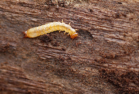 Fire-colored Beetle Larva - Dendroides canadensis Yellow beetle larva with an orange head and planar urogomphi.

Habitat: Under the bark of a rotting log Dendroides canadensis,Fire-colored Beetle,Geotagged,United States,Winter,beetle larva,larva