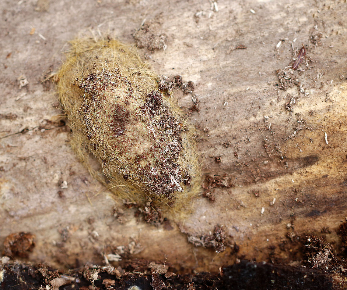 Moth Cocoon I think this is the cocoon of either Spilosoma virginica or Estigmene acrea.<br />
<br />
Habitat: Rotting wood  Geotagged,United States,Winter,cocoon,moth cocoon,moth pupa,pupa