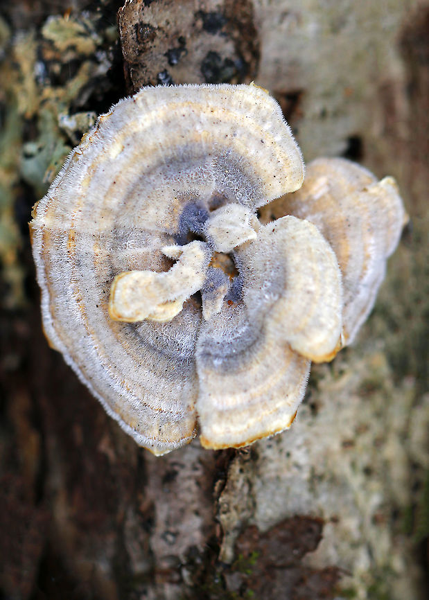 Turkey Tail - Trametes versicolor Habitat: Rotting wood Geotagged,Trametes,Trametes versicolor,Turkey Tail,United States,Winter,fungus