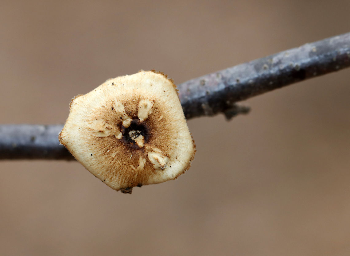 Black Footed Polypore - Picipes badius Orange-tan, irregular cap with white pores and black stipes.<br />
<br />
Habitat: Growing on a birch branch in a mixed forest Geotagged,Picipes badius,United States,Winter,fungus,polypore