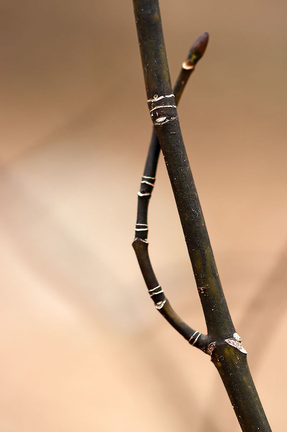 Striped Maple - Acer pensylvanicum Habitat: Mixed forest Acer,Acer pensylvanicum,Geotagged,Striped Maple,United States,Winter,maple