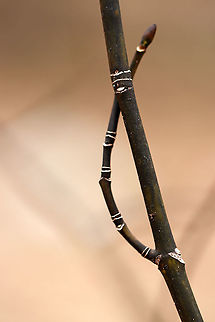 Striped Maple - Acer pensylvanicum Habitat: Mixed forest Acer,Acer pensylvanicum,Geotagged,Striped Maple,United States,Winter,maple