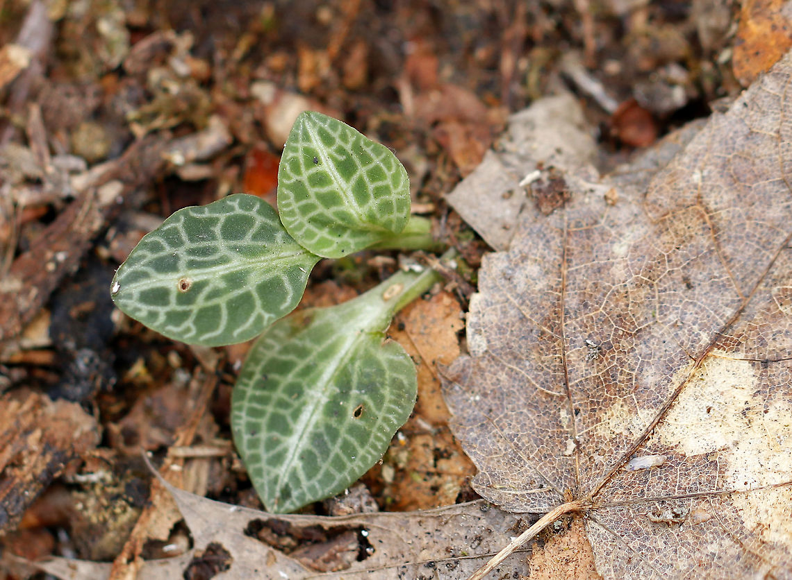 Downy Rattlesnake Plantain - Goodyera pubescens Green variegated leaves. <br />
<br />
Habitat: Deciduous forest Downy rattlesnake plantain,Geotagged,Goodyera pubescens,United States,Winter