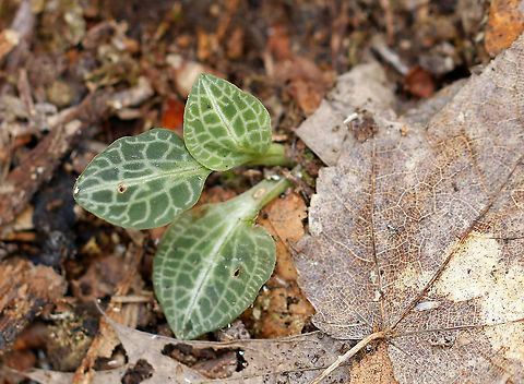 Downy Rattlesnake Plantain - Goodyera pubescens Green variegated leaves. 

Habitat: Deciduous forest Downy rattlesnake plantain,Geotagged,Goodyera pubescens,United States,Winter