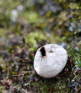 Puffball -  Lycoperdon sp. I'm not sure if this is Lycoperdon pyriforme or Lycoperdon perlatum.

Habitat: Mixed forest

https://www.jungledragon.com/image/94516/puffball_-_lycoperdon_sp.html Geotagged,Lycoperdon,United States,Winter,fungus,puffball