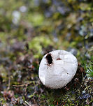 Puffball -  Lycoperdon sp. I'm not sure if this is Lycoperdon pyriforme or Lycoperdon perlatum.<br />
<br />
Habitat: Mixed forest<br />
<br />
https://www.jungledragon.com/image/94516/puffball_-_lycoperdon_sp.html Geotagged,Lycoperdon,United States,Winter,fungus,puffball