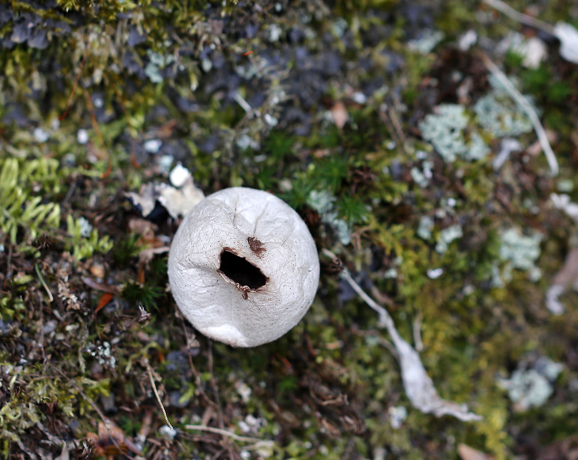 Puffball - Lycoperdon sp. I'm not sure if this is Lycoperdon pyriforme or Lycoperdon perlatum.<br />
<br />
Habitat: Mixed fores<br />
<figure class="photo"><a href="https://www.jungledragon.com/image/94514/puffball_-_lycoperdon_sp.html" title="Puffball -  Lycoperdon sp."><img src="https://s3.amazonaws.com/media.jungledragon.com/images/3232/94514_thumb.jpg?AWSAccessKeyId=05GMT0V3GWVNE7GGM1R2&Expires=1769040010&Signature=NPvD%2BM57CsPupOYCut2kMsClBA8%3D" width="134" height="152" alt="Puffball -  Lycoperdon sp. I'm not sure if this is Lycoperdon pyriforme or Lycoperdon perlatum.<br />
<br />
Habitat: Mixed forest<br />
<br />
https://www.jungledragon.com/image/94516/puffball_-_lycoperdon_sp.html Geotagged,Lycoperdon,United States,Winter,fungus,puffball" /></a></figure><br />
<br />
 Geotagged,United States,Winter