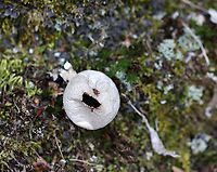 Puffball - Lycoperdon sp. I'm not sure if this is Lycoperdon pyriforme or Lycoperdon perlatum.<br />
<br />
Habitat: Mixed fores<br />
https://www.jungledragon.com/image/94514/puffball_-_lycoperdon_sp.html<br />
<br />
Geotagged,United States,Winter