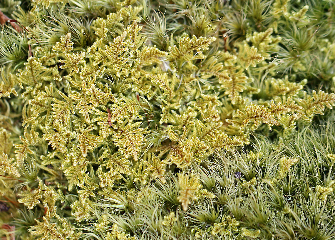 Brocade Moss - Hypnum imponens **ID is for the moss to the left**<br />
<br />
Habitat: Wetland/pond edge in a mixed forest Brocade Moss,Geotagged,Hypnum,Hypnum imponens,United States,Winter,brocade moss,moss