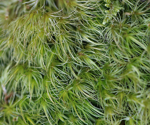 Broom Forkmoss - Dicranum scoparium Habitat: Pond edge/wetland area of a deciduous forest Dicranum,Dicranum scoparium,Geotagged,United States,broom forkmoss,moss,winter