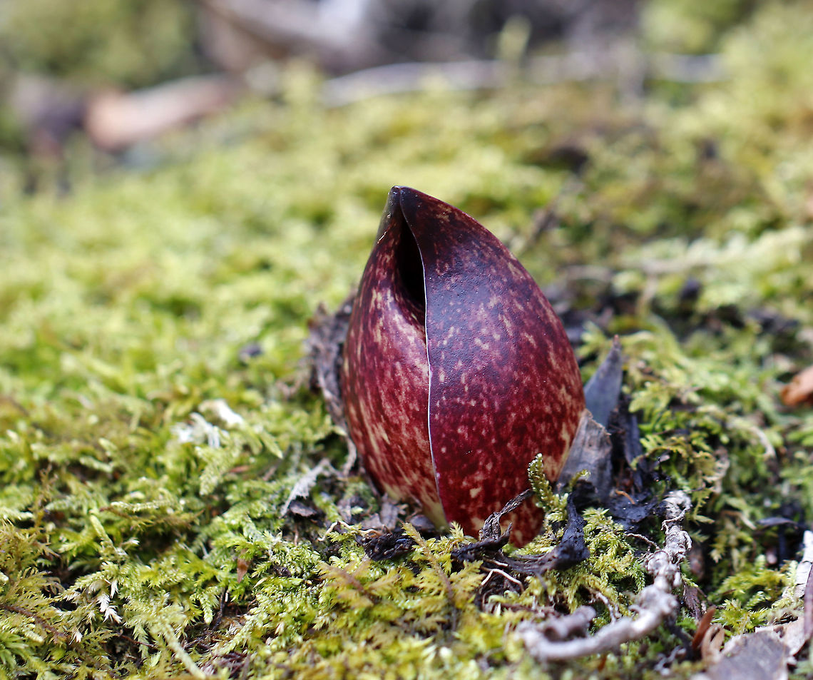 Skunk Cabbage One of the first wildflowers of the year: skunk cabbage! Too bad it smells so horrible!<br />
<br />
The flowers emerge in early spring before the leaves. The entire plant generates heat through cyanide-free cellular respiration, which makes it one of the few plants capable of thermogenesis. The plants can produce temperatures of 15-35 degrees C! This allows them to grow through the frozen ground. The heat also helps spread the odor of their flowers to attract early spring pollinators.<br />
<br />
The flowers consist of two parts: a spathe and a spadix. The spathe, which is mottled maroon in color, is a modified leaf that looks like a hood. The spathe surrounds a spadix, which is a cylindrical structure that contains lots of tiny flowers packed together. The spadix can be yellow, pink, or purple.<br />
<br />
Skunk cabbage is not a true cabbage plant, but is a member of a mostly tropical family of plants, Araceae. It gets its name from the pungent skunk-like odor that is released when any part of the plant is broken or damaged, and from its huge, green leaves that grow in a rosette and look somewhat like a cabbage.<br />
<br />
Habitat: Wetland Eastern skunk cabbage,Geotagged,Symplocarpus foetidus,United States,Winter