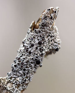 Starry Rosette Lichen - Physica stellaris Habitat: Growing on wood Geotagged,Physcia stellaris,Physica,United States,Winter,lichen,physica stellaris,starry rosette lichen