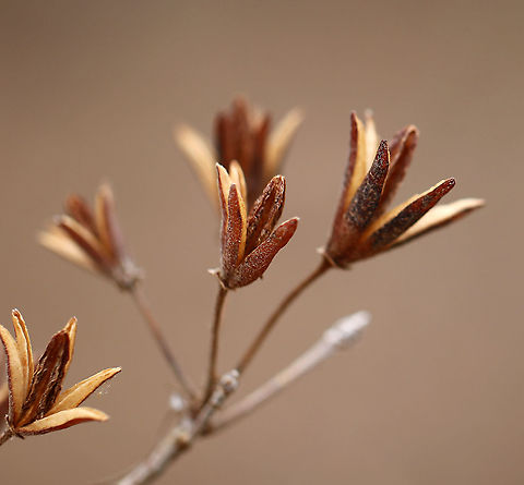 Pinxter (Rhododendron periclymenoides) in Winter Habitat: Wetland/Mixed forest
https://www.jungledragon.com/image/94526/pinxter_rhododendron_periclymenoides_in_winter.html
https://www.jungledragon.com/image/94525/pinxter_rhododendron_periclymenoides_in_winter.html Geotagged,Pink azalea,Rhododendron,Rhododendron periclymenoides,United States,Winter,azalea,pinxter