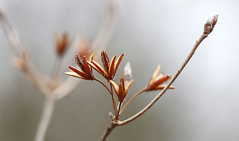 Pinxter (Rhododendron periclymenoides) in Winter Habitat: Wetland/Mixed forest
https://www.jungledragon.com/image/94526/pinxter_rhododendron_periclymenoides_in_winter.html
https://www.jungledragon.com/image/94524/pinxter_rhododendron_periclymenoides_in_winter.html Geotagged,Pink azalea,Rhododendron periclymenoides,United States,Winter