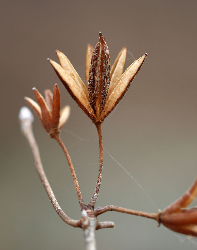 Pinxter (Rhododendron periclymenoides) in Winter Habitat: Wetland/Mixed forest<br />
<figure class="photo"><a href="https://www.jungledragon.com/image/94525/pinxter_rhododendron_periclymenoides_in_winter.html" title="Pinxter (Rhododendron periclymenoides) in Winter"><img src="https://s3.amazonaws.com/media.jungledragon.com/images/3232/94525_thumb.jpg?AWSAccessKeyId=05GMT0V3GWVNE7GGM1R2&Expires=1759968010&Signature=5hvqMQqCynRl1U%2FJpfbvGCXMdnY%3D" width="200" height="120" alt="Pinxter (Rhododendron periclymenoides) in Winter Habitat: Wetland/Mixed forest<br />
https://www.jungledragon.com/image/94526/pinxter_rhododendron_periclymenoides_in_winter.html<br />
https://www.jungledragon.com/image/94524/pinxter_rhododendron_periclymenoides_in_winter.html Geotagged,Pink azalea,Rhododendron periclymenoides,United States,Winter" /></a></figure><br />
<figure class="photo"><a href="https://www.jungledragon.com/image/94524/pinxter_rhododendron_periclymenoides_in_winter.html" title="Pinxter (Rhododendron periclymenoides) in Winter"><img src="https://s3.amazonaws.com/media.jungledragon.com/images/3232/94524_thumb.jpg?AWSAccessKeyId=05GMT0V3GWVNE7GGM1R2&Expires=1759968010&Signature=9NgD1rUg8mvMgS%2FHiR%2FGUCxei6A%3D" width="200" height="186" alt="Pinxter (Rhododendron periclymenoides) in Winter Habitat: Wetland/Mixed forest<br />
https://www.jungledragon.com/image/94526/pinxter_rhododendron_periclymenoides_in_winter.html<br />
https://www.jungledragon.com/image/94525/pinxter_rhododendron_periclymenoides_in_winter.html Geotagged,Pink azalea,Rhododendron,Rhododendron periclymenoides,United States,Winter,azalea,pinxter" /></a></figure> Geotagged,Pink azalea,Rhododendron periclymenoides,United States,Winter