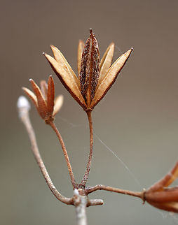 Pinxter (Rhododendron periclymenoides) in Winter Habitat: Wetland/Mixed forest
https://www.jungledragon.com/image/94525/pinxter_rhododendron_periclymenoides_in_winter.html
https://www.jungledragon.com/image/94524/pinxter_rhododendron_periclymenoides_in_winter.html Geotagged,Pink azalea,Rhododendron periclymenoides,United States,Winter