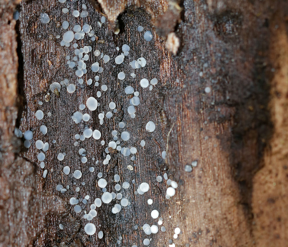 Mollisia Disco - Mollisia cinerea Grayish blue fruiting bodies with white margins. They were 0.5-1 mm wide. The color on these was pretty washed out; usually they are more blue.<br />
<br />
Habitat: Spotted growing on rotting wood in a mixed forest Geotagged,Grey disco,Mollisia,Mollisia cinerea,United States,Winter