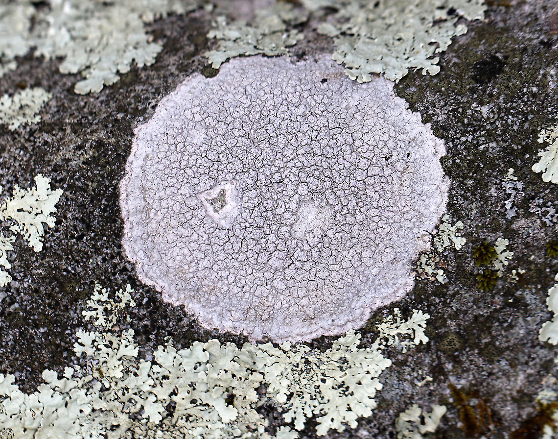 Plitt's Pore Lichen - Pertusaria plittiana Substrate: Rock Geotagged,Pertusaria,Pertusaria plittiana,Plitt's Pore Lichen,United States,Winter,lichen