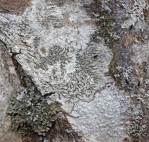 Script Lichen - Graphis scripta Habitat: Growing on a hardwood tree, surrounded by other lichens. Geotagged,Graphis,Graphis scripta,United States,Winter,lichen,script lichen