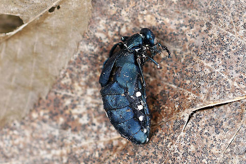 Blister Beetle (Meloe impressus) with Fungal Infection This blister beetle was dead and had white fungus coming out of its body.

Habitat: Deciduous forest Geotagged,Meloe,Meloe impressus,United States,Winter,blister beetle,fungus