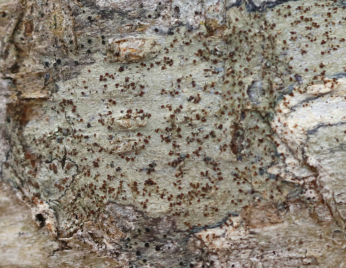 Lichen -  Pyrrhospora varians Substrate: Hardwood tree Geotagged,Pyrrhospora,Pyrrhospora varians,United States,Winter,lichen