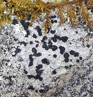 Lichen -  Porpidia macrocarpa Substrate: Rock; wetland habitat Geotagged,Porpidia,Porpidia macrocarpa,United States,Winter,lichen