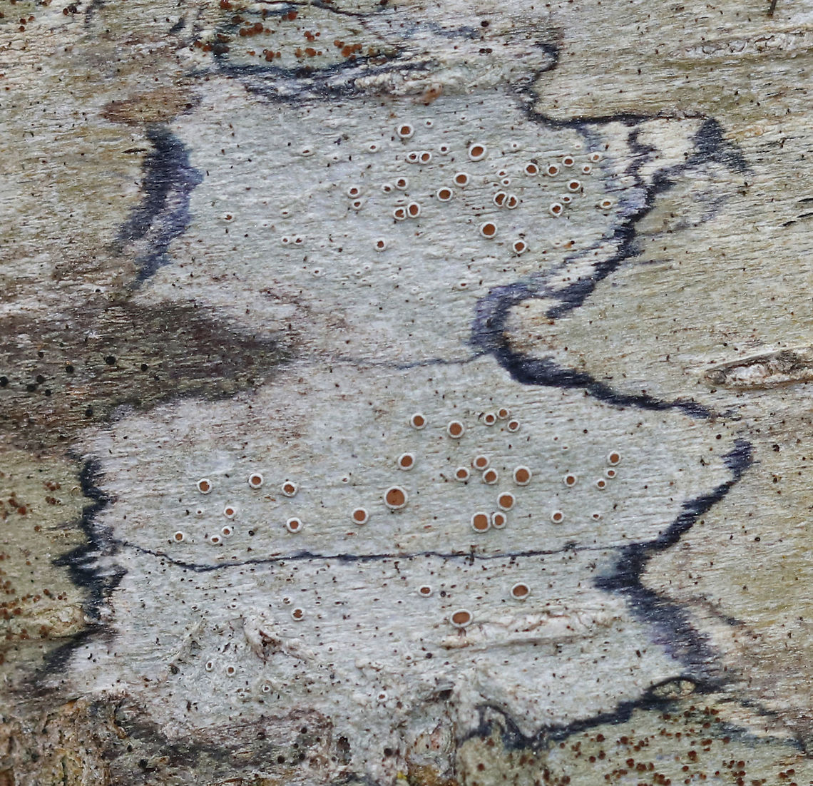Lichen - Lecanora hybocarpa Grayish crustose thallus and orange-brown, sessile apothecia<br />
<br />
Substrate: Hardwood tree Geotagged,Lecanora,Lecanora hybocarpa,United States,Winter,lichen