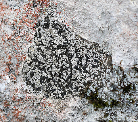 Lichen - Rhizocarpon sp. Substrate: Rock; wetland habitat Geotagged,Rhizocarpon,United States,Winter,lichen