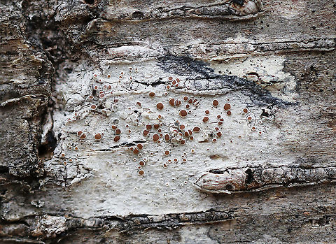 Lichen - Lecanora hybocarpa 
Grayish crustose thallus and orange-brown, sessile apothecia

Substrate: Hardwood tree Geotagged,Lecanora hybocarpa,United States,Winter,lichen