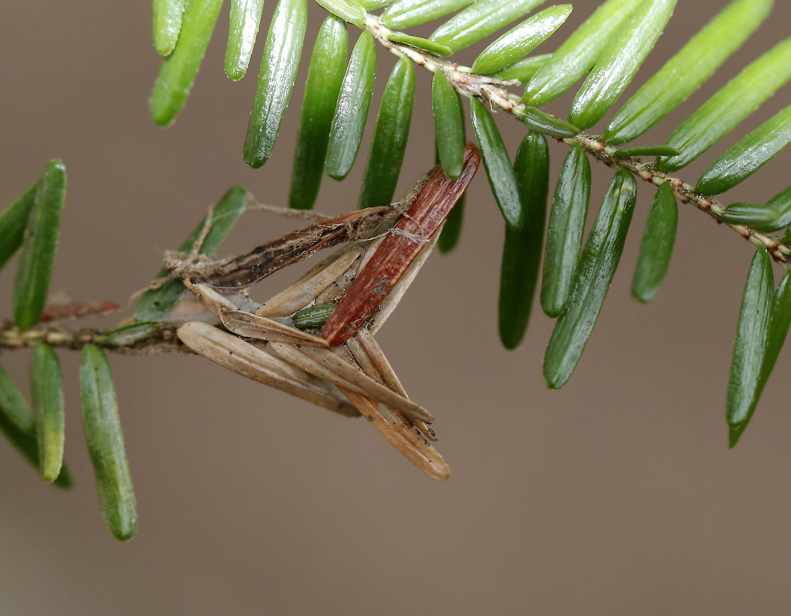 Green Hemlock Needleminer - Coleotechnites apicitripunctella They mine hemlock needles until they get to large, after which they web several needles together and feeds by eating grooves in the undersides.<br />
<br />
Habitat: Hemlock; mixed forest Coleotechnites,Coleotechnites apicitripunctella,Geotagged,Green Hemlock needleminer,United States,Winter,hemlock,needle mine,needleminer
