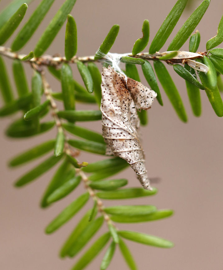 Leaf Shelter on Eastern Hemlock (Tsuga canadensis) Not sure who was inside. It was anchored with silk.<br />
<br />
Habitat: On eastern hemlock; mixed forest Geotagged,United States,Winter,leaf shelter