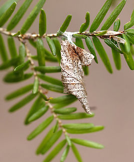 Leaf Shelter on Eastern Hemlock (Tsuga canadensis) Not sure who was inside. It was anchored with silk.
Habitat: On eastern hemlock; mixed forest Geotagged,United States,Winter,leaf shelter